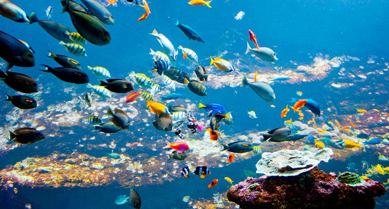 Passer une journée à l’aquarium de Biarritz