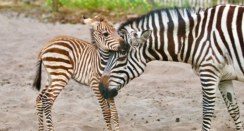 Le zoo de Labenne