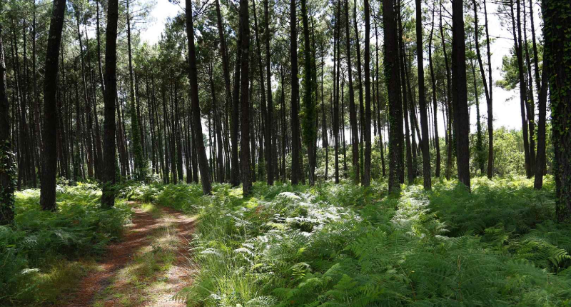 Balade dans la forêt des Landes