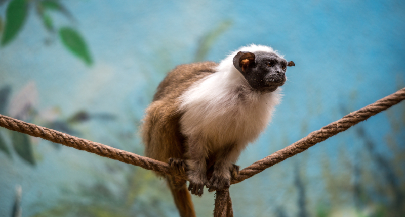 Zoo de la Palmyre