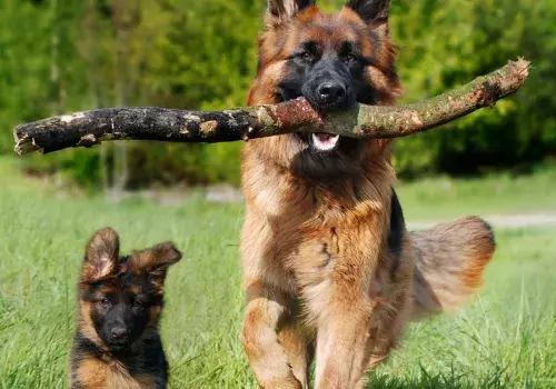 En balade avec ses chiens autour du camping Les Charmettes