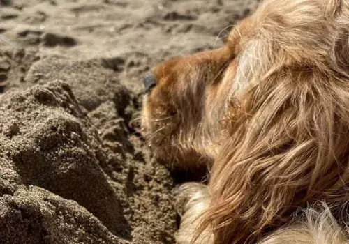 Le plaisir de faire la sieste sur la plage au alentour du camping Mer et Soleil  