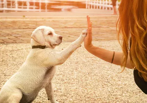 Votre chien est heureux d'avoir fait une balade sur la plage de Valras Plage à proximité du camping Les Sables du Midi 