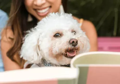 Votre chien est un membre de votre famille