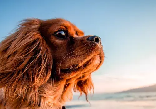 Le plaisir de profiter de la plage de Torreilles avec son chien au camping Siblu Le Marisol