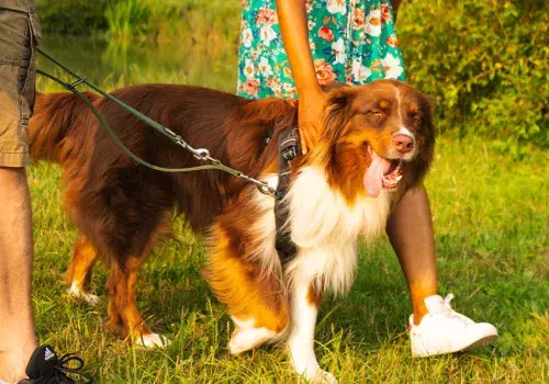 Un chien content de profiter des magnifiques paysages aux alentours du camping Domaine de Contis