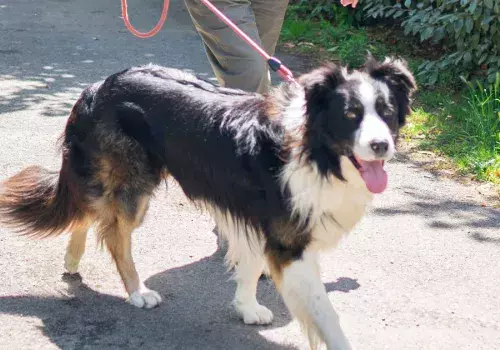 Partir en balade avec son chien à Contis