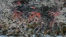 éclade de moules