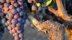 Vin régionaux
