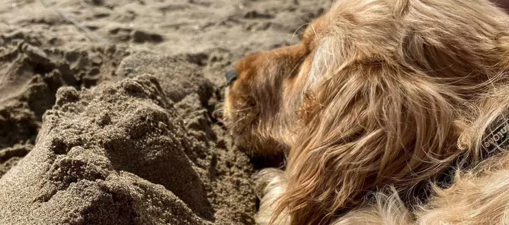 Le plaisir de faire la sieste sur la plage au alentour du camping Mer et Soleil  