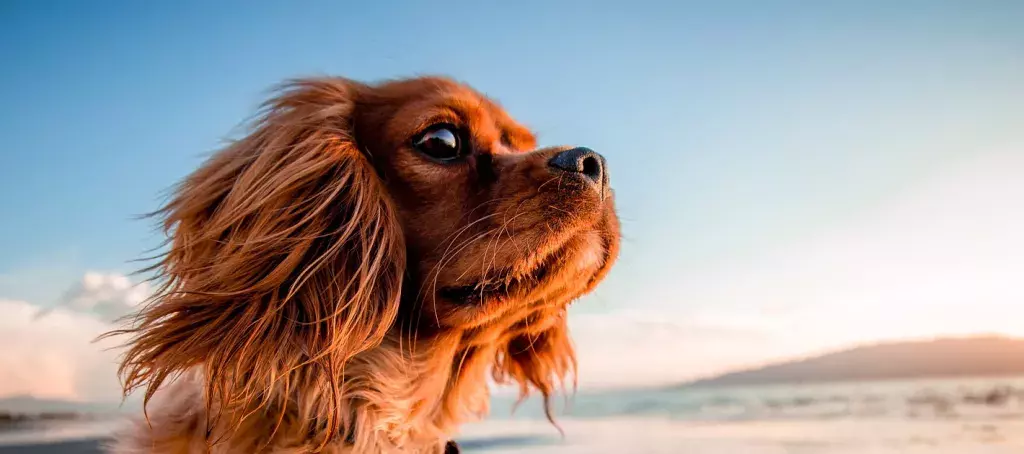 Le plaisir de partir en vacances avec son chien au camping Mer et Soleil