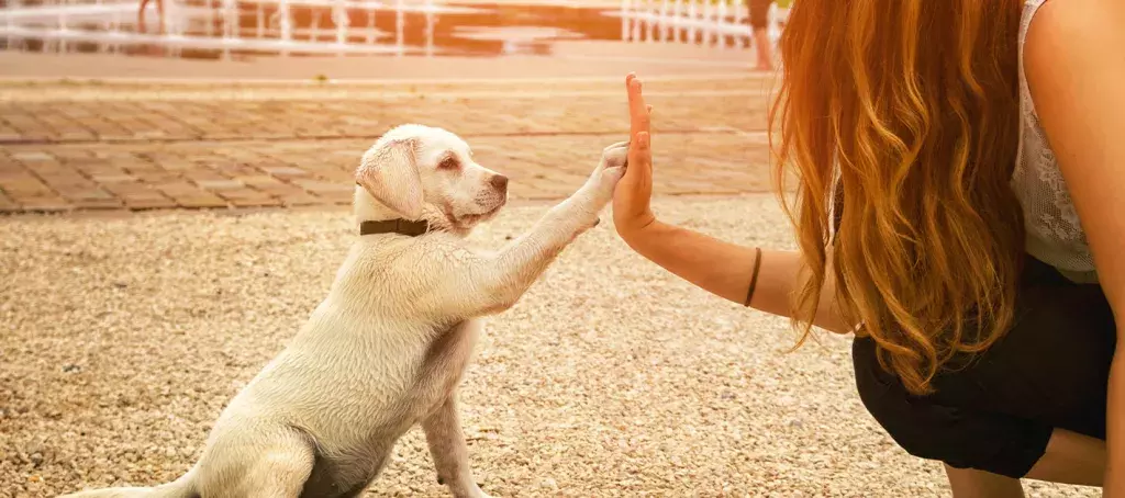 Votre chien est heureux d'avoir fait une balade sur la plage de Valras Plage à proximité du camping Les Sables du Midi 