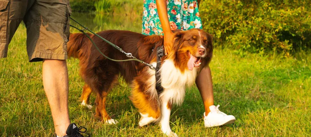 Un chien content de profiter des magnifiques paysages aux alentours du camping Domaine de Contis