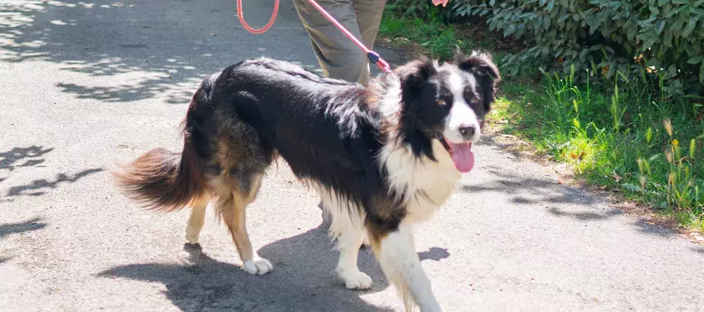 Partir en balade avec son chien à Contis
